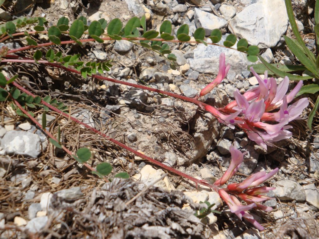 Astragalus monspessulanus / Astragalo di Montpellier